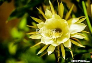 金河 3室2厅2卫 - 正定28生活网 zd.28life.com