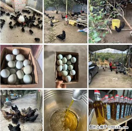 油茶园从小鸡仔开始养起的纯土鸡、土鸡蛋可以预定啦！还有前几天刚榨的纯山茶油哦 - 美食天地 - 正定生活社区 - 正定28生活网 zd.28life.com
