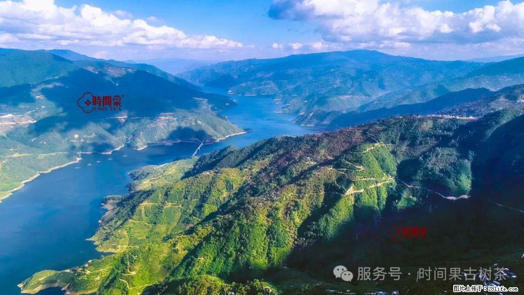 时间果百年古树龙珠普洱生茶 - 购物交流 - 正定生活社区 - 正定28生活网 zd.28life.com