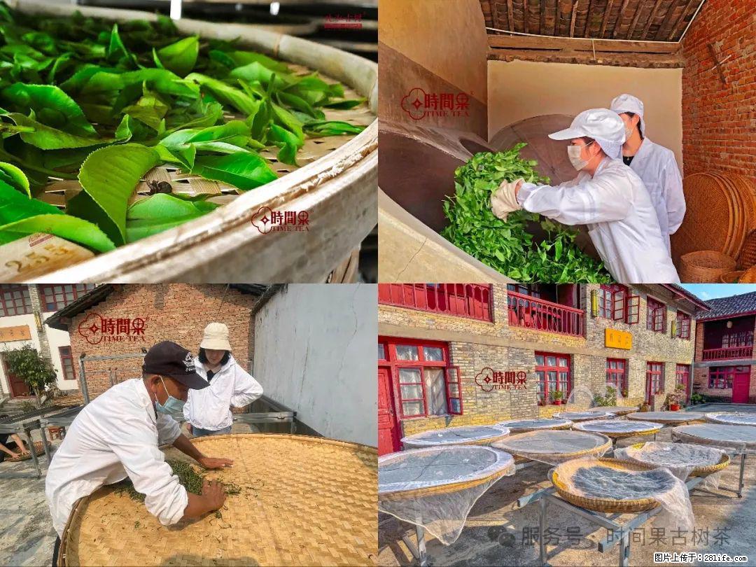 时间果百年古树龙珠普洱生茶 - 购物交流 - 正定生活社区 - 正定28生活网 zd.28life.com