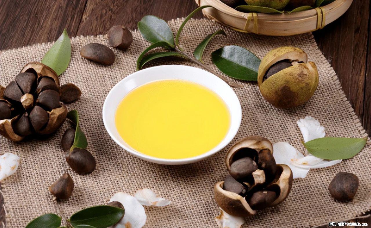 揭秘茶油的5大核心营养成分！被称为人体健康的“守护盾”！ - 正定生活资讯 - 正定28生活网 zd.28life.com