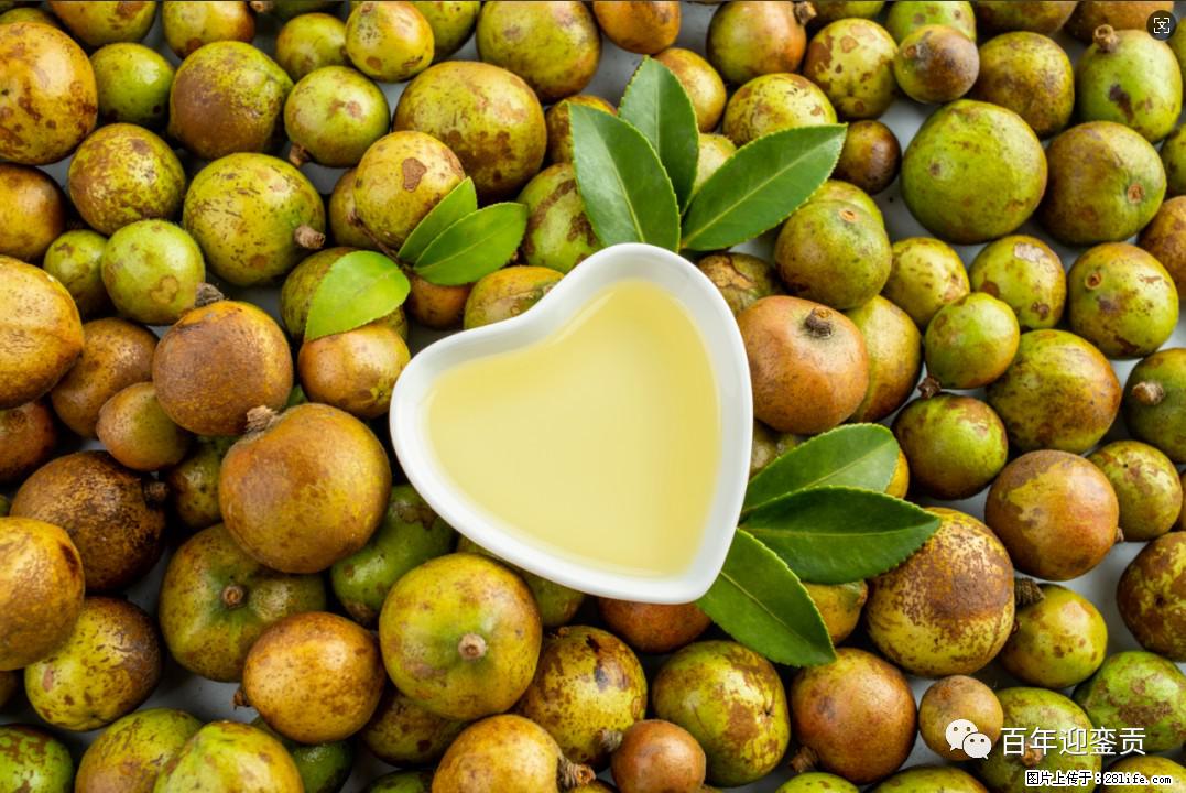 世界没有真相，只有认知，最好的食用油是中国的山茶油！ - 正定生活资讯 - 正定28生活网 zd.28life.com