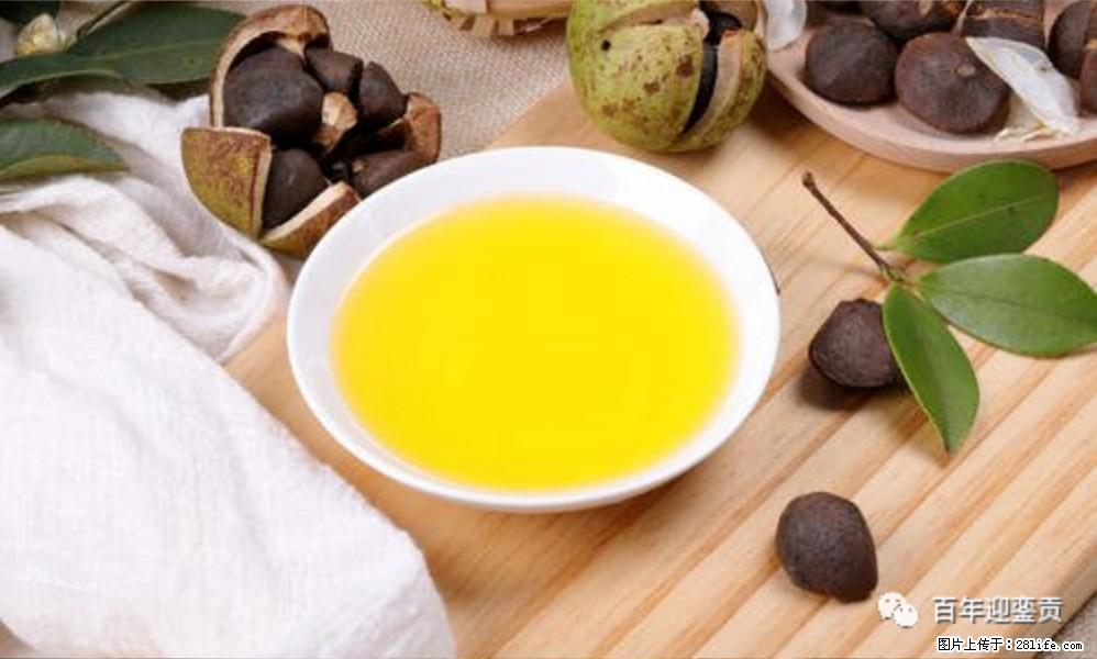 世界没有真相，只有认知，最好的食用油是中国的山茶油！ - 正定生活资讯 - 正定28生活网 zd.28life.com