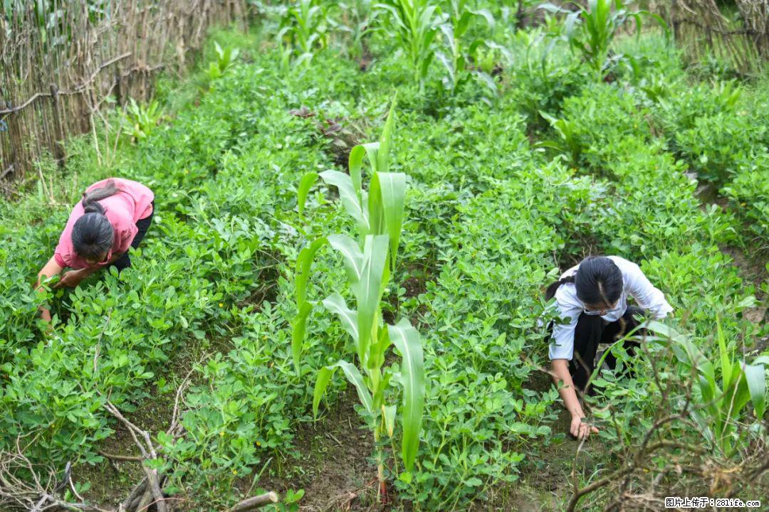 全网追的“扁担女孩”，找了一份暑假工，时薪12元 - 正定生活资讯 - 正定28生活网 zd.28life.com