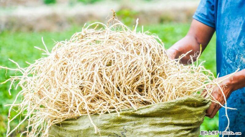 堪称“最难吃”的蔬菜，却是 “抗辐射神器”，还能护肺、清热、止咳化痰！ - 正定生活资讯 - 正定28生活网 zd.28life.com