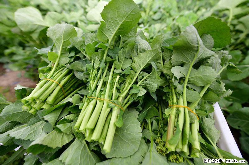 这些蔬菜是“天然钙片”，这6种被医生重点推荐 - 正定生活资讯 - 正定28生活网 zd.28life.com
